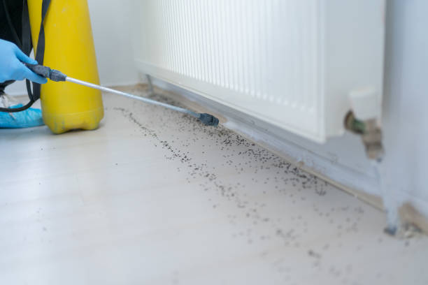 Best Best Pest Control Companies  in Palm Coast, FL